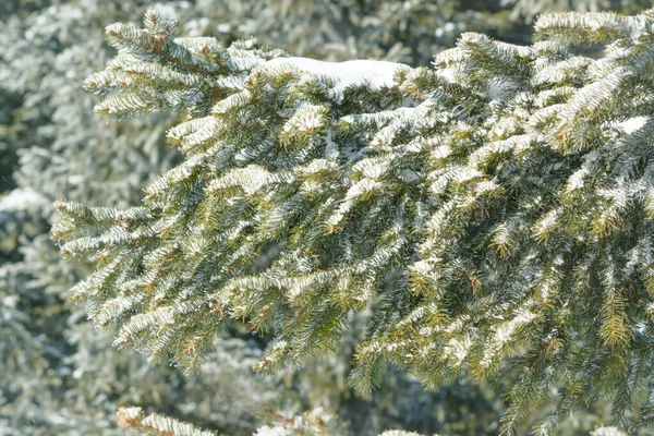 Branche d'épinette verte en hiver avec un peu de neige — Photo