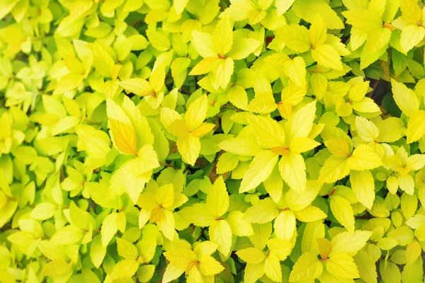 Hintergrund Mit Hellgrünen Blättern Horizontalen Format — Stockfoto