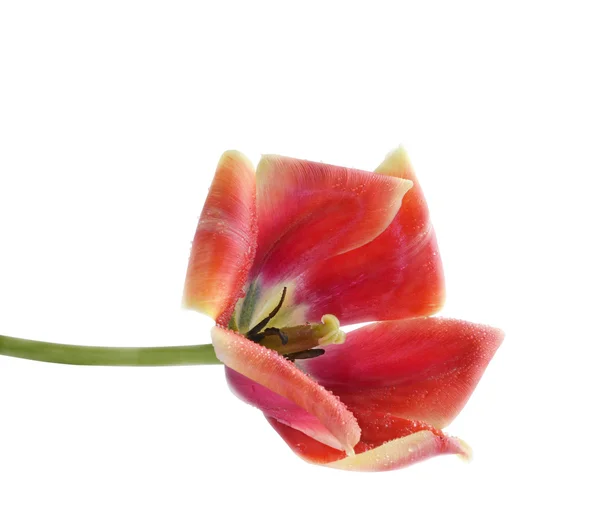 La flor abierta del tulipán — Foto de Stock