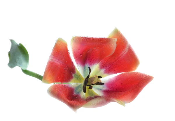 Tulipán flor con gotas de agua — Foto de Stock