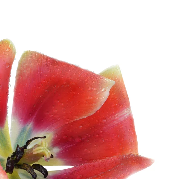 su damlaları ile Lale yaprakları 