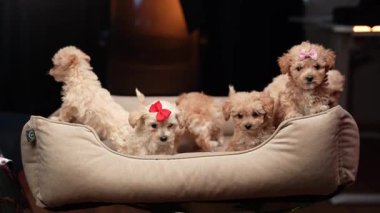 İnsan Ellerinde Fiyonklu Altı Şirin Maltipoo Yavrusu