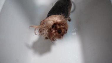 Beyaz bir küvette yıkanan şirin bir Yorkshire Terrier 'inin yakın çekimi. Köpeğin kafasını tutan ve kürkünü duş başlığıyla durulayan kişinin elleri. Hayvan hijyeni ve tımar konsepti.