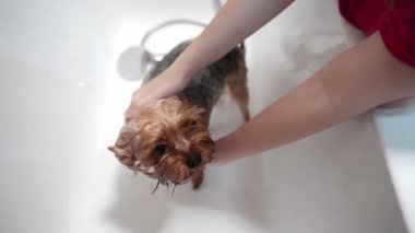 Beyaz bir küvette yıkanan şirin bir Yorkshire Terrier 'inin yakın çekimi. Köpeğin kafasını tutan ve kürkünü duş başlığıyla durulayan kişinin elleri. Hayvan hijyeni ve tımar konsepti.