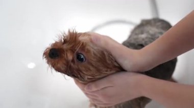 Beyaz bir küvette yıkanan şirin bir Yorkshire Terrier 'inin yakın çekimi. Köpeğin kafasını tutan ve kürkünü duş başlığıyla durulayan kişinin elleri. Hayvan hijyeni ve tımar konsepti.
