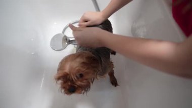 Beyaz bir küvette yıkanan şirin bir Yorkshire Terrier 'inin yakın çekimi. Köpeğin kafasını tutan ve kürkünü duş başlığıyla durulayan kişinin elleri. Hayvan hijyeni ve tımar konsepti.