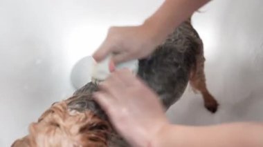 Beyaz bir küvette yıkanan şirin bir Yorkshire Terrier 'inin yakın çekimi. Köpeğin kafasını tutan ve kürkünü duş başlığıyla durulayan kişinin elleri. Hayvan hijyeni ve tımar konsepti.