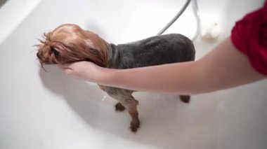 Beyaz bir küvette yıkanan şirin bir Yorkshire Terrier 'inin yakın çekimi. Köpeğin kafasını tutan ve kürkünü duş başlığıyla durulayan kişinin elleri. Hayvan hijyeni ve tımar konsepti.