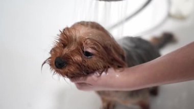 Beyaz bir küvette yıkanan şirin bir Yorkshire Terrier 'inin yakın çekimi. Köpeğin kafasını tutan ve kürkünü duş başlığıyla durulayan kişinin elleri. Hayvan hijyeni ve tımar konsepti.