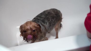 Beyaz bir küvette yıkanan şirin bir Yorkshire Terrier 'inin yakın çekimi. Köpeğin kafasını tutan ve kürkünü duş başlığıyla durulayan kişinin elleri. Hayvan hijyeni ve tımar konsepti.