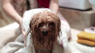 Islak bir Yorkshire Teriyeri 'nin beyaz bir havluyla banyodan sonra saç kurutma makinesiyle kurutulduğu yakın plan. Banyo ortamında köpeğin çenesini nazikçe destekleyen kişinin eli.