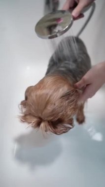 Beyaz bir küvette yıkanan şirin bir Yorkshire Terrier 'inin yakın çekimi. Köpeğin kafasını tutan ve kürkünü duş başlığıyla durulayan kişinin elleri. Hayvan hijyeni ve tımar konsepti.