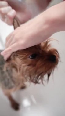 Beyaz bir küvette yıkanan şirin bir Yorkshire Terrier 'inin yakın çekimi. Köpeğin kafasını tutan ve kürkünü duş başlığıyla durulayan kişinin elleri. Hayvan hijyeni ve tımar konsepti.