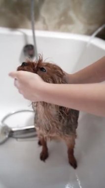 Beyaz bir küvette yıkanan şirin bir Yorkshire Terrier 'inin yakın çekimi. Köpeğin kafasını tutan ve kürkünü duş başlığıyla durulayan kişinin elleri. Hayvan hijyeni ve tımar konsepti.