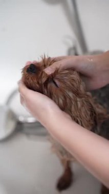 Beyaz bir küvette yıkanan şirin bir Yorkshire Terrier 'inin yakın çekimi. Köpeğin kafasını tutan ve kürkünü duş başlığıyla durulayan kişinin elleri. Hayvan hijyeni ve tımar konsepti.