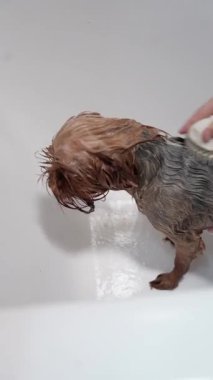 Kırmızı gömlekli genç bir kadın beyaz bir küvette ıslak bir Yorkshire teriyerini fırçalıyor. Profesyonel hayvan bakım süreci, özel bir fırçayla uzun kürkleri temizlemek..