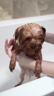 Kırmızı gömlekli genç bir kadın beyaz bir küvette ıslak bir Yorkshire teriyerini fırçalıyor. Profesyonel hayvan bakım süreci, özel bir fırçayla uzun kürkleri temizlemek..