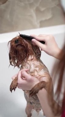 Kırmızı gömlekli genç bir kadın beyaz bir küvette ıslak bir Yorkshire teriyerini fırçalıyor. Profesyonel hayvan bakım süreci, özel bir fırçayla uzun kürkleri temizlemek..