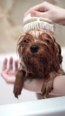 Islak bir Yorkshire Teriyeri 'nin beyaz bir havluyla banyodan sonra saç kurutma makinesiyle kurutulduğu yakın plan. Banyo ortamında köpeğin çenesini nazikçe destekleyen kişinin eli.