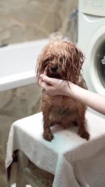Islak bir Yorkshire Teriyeri 'nin beyaz bir havluyla banyodan sonra saç kurutma makinesiyle kurutulduğu yakın plan. Banyo ortamında köpeğin çenesini nazikçe destekleyen kişinin eli.