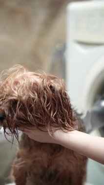 Islak bir Yorkshire Teriyeri 'nin beyaz bir havluyla banyodan sonra saç kurutma makinesiyle kurutulduğu yakın plan. Banyo ortamında köpeğin çenesini nazikçe destekleyen kişinin eli.