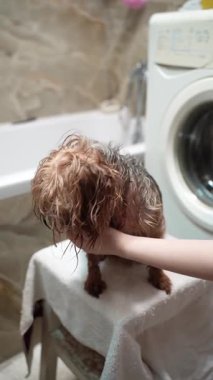 Islak bir Yorkshire Teriyeri 'nin beyaz bir havluyla banyodan sonra saç kurutma makinesiyle kurutulduğu yakın plan. Banyo ortamında köpeğin çenesini nazikçe destekleyen kişinin eli.