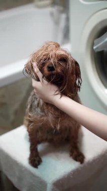 Islak bir Yorkshire Teriyeri 'nin beyaz bir havluyla banyodan sonra saç kurutma makinesiyle kurutulduğu yakın plan. Banyo ortamında köpeğin çenesini nazikçe destekleyen kişinin eli.