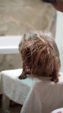Islak bir Yorkshire Teriyeri 'nin beyaz bir havluyla banyodan sonra saç kurutma makinesiyle kurutulduğu yakın plan. Banyo ortamında köpeğin çenesini nazikçe destekleyen kişinin eli.