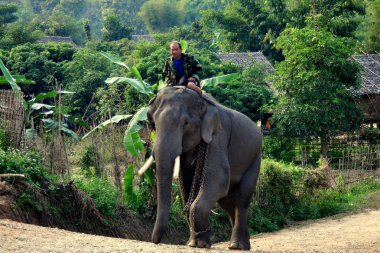 Chiang Mai, Tayland: Kişini fil