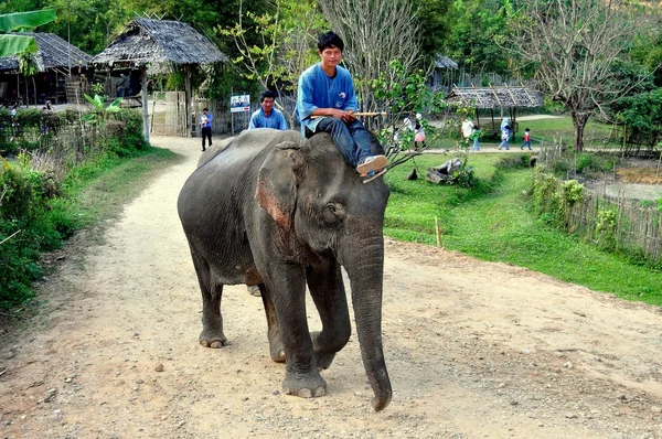 Chiang Mai, Tailândia: Homem montando elefante — Fotografia de Stock