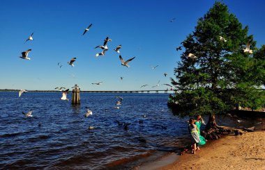 New Bern, Nc: Çocuk martılar besleme
