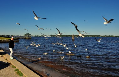 New Bern, Nc: Kadın martılar besleme