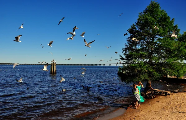 New Bern, NC: Crianças alimentando gaivotas — Fotografia de Stock