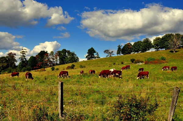 Spencertown, NY: Vacas de pastoreo — Foto de Stock