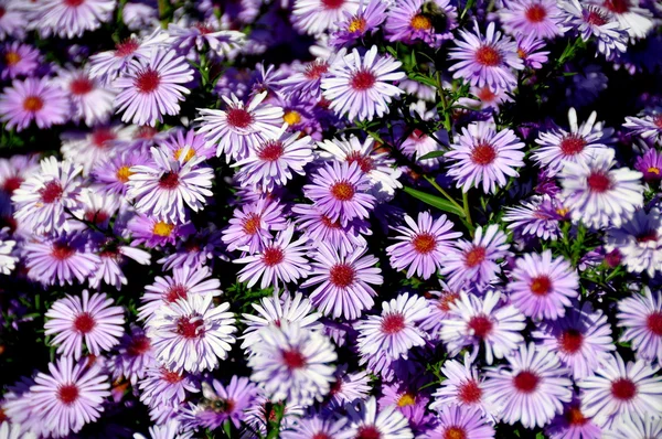 Asters on the Bridge of Flowers in Shelburne, MA — Stock Photo, Image