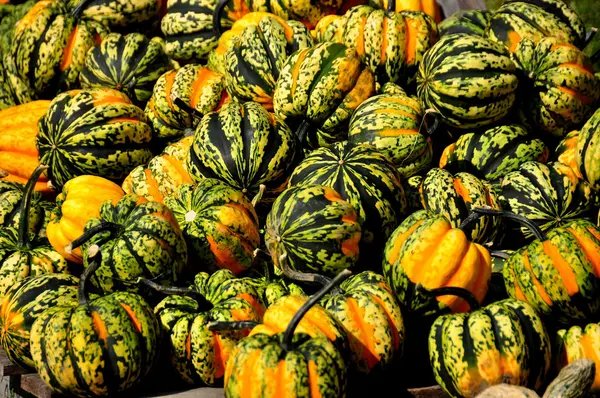 Pownal, Vermont:  Display of Gourds — Stock Photo, Image