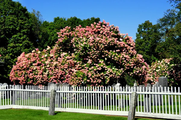 Rockingham, VT: cementerio de la casa de reunión con árbol de hortensias —  Fotos de Stock