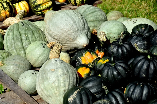 Pownal, Vermont: Kabaczki w przydrożnych Farm — Zdjęcie stockowe