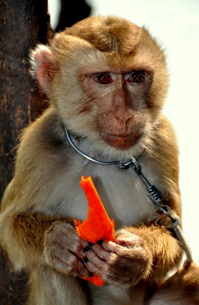 Kanchanaburi, Thailandia: Scimmia che mangia Papaya — Foto Stock