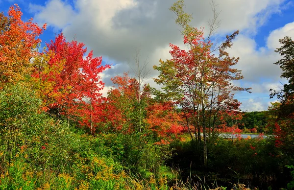 Berkshire Mountain Autumn Foliage — Stock Photo, Image