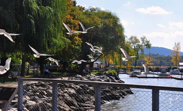 Cold Spring, NY: Gaviotas sobre el río Hudson —  Fotos de Stock