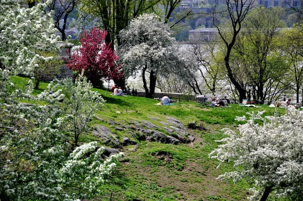 Nyc: Blühende Bäume im Uferpark — Stockfoto