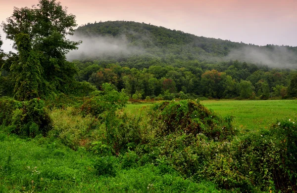 森林に覆われた丘の上にぶら下がっているゴセン、Ct: 雲 — ストック写真