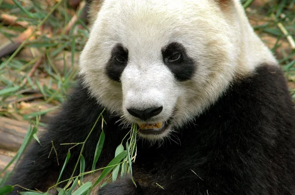 Chengdu, Çin: Dev Panda bambu yemek