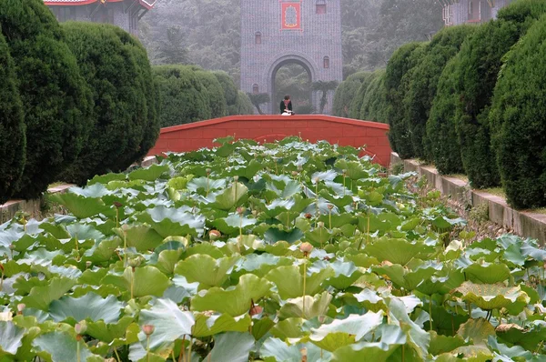 Chengdu, China: Flores de loto en la Universidad de Sichuan — Foto de Stock