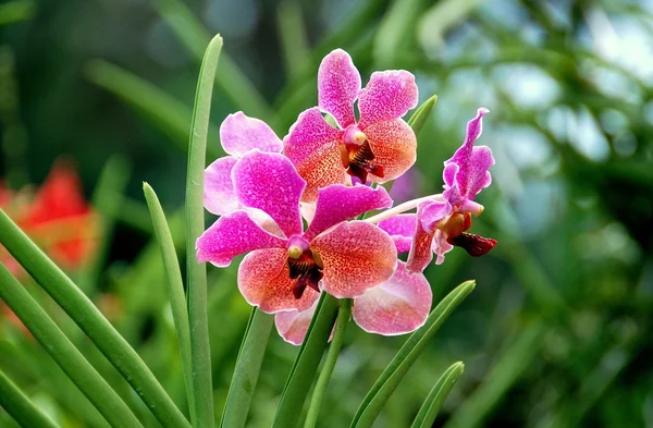 Singapore: Orchideen im botanischen Garten — Stockfoto
