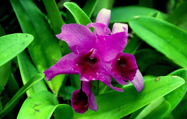 Singapore: Cattleya Orchid — Stockfoto