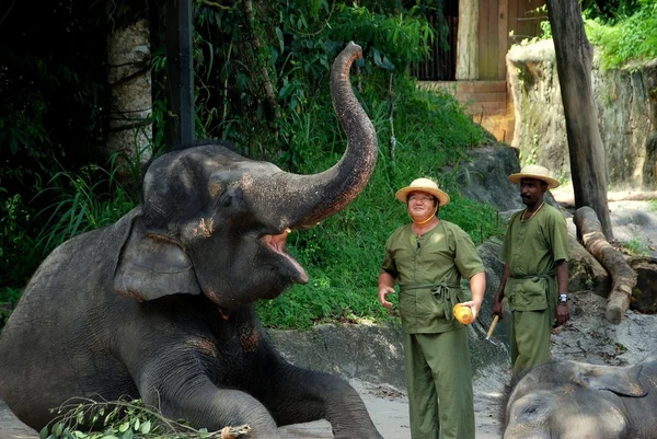 Singapura: Treinador com elefante — Fotografia de Stock