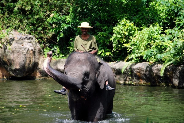 Singapura: Homem montando elefante — Fotografia de Stock