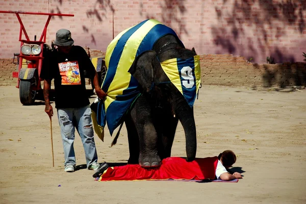 Hua Hin, Tailândia: Elephant Village Show — Fotografia de Stock